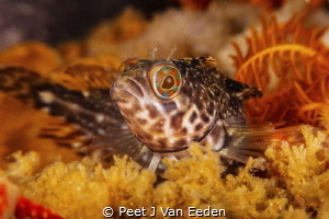 Inquisitive Klipfish by Peet J Van Eeden 